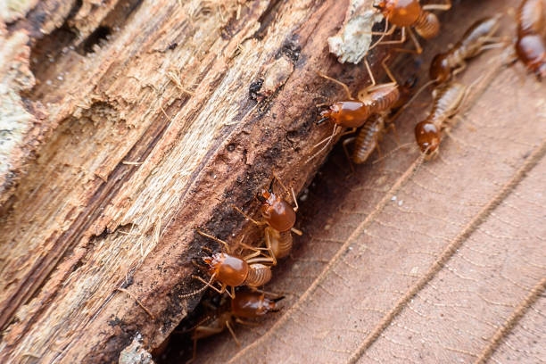 Diagnostic termites : qu'est-ce que c'est ?