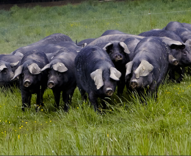 Visite de l'élevage du porc noir Gascon