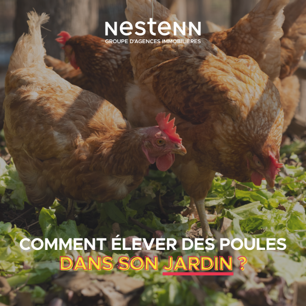 Nestenn Conseil : comment élever des poules dans son jardin ?