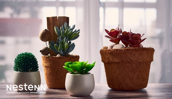 Décoration : Quelles plantes choisir pour votre intérieur ?