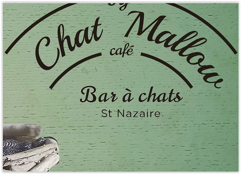 Un bar à chat vient d'ouvrir à Saint-Nazaire : Le Ty Chat Mallow Café !