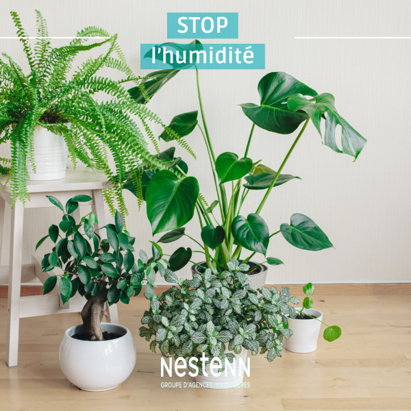 Dire stop à l'humidité avec des plantes